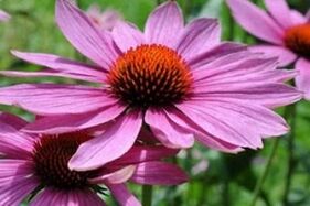 Echinacea juice for the treatment of prostatitis