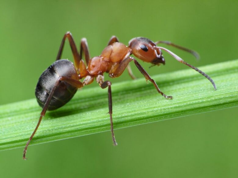 Ant and treatment of prostatitis