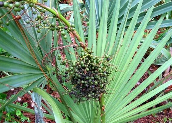 Sabal or mercy crawl